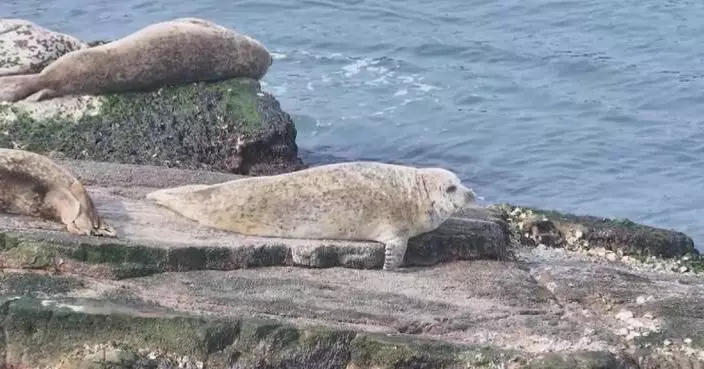 Spotted seals enjoy sunbath on Changdao Island in Shandong