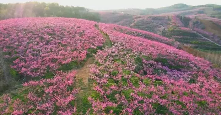 Peach blossoms blanket terraced hills in central China county