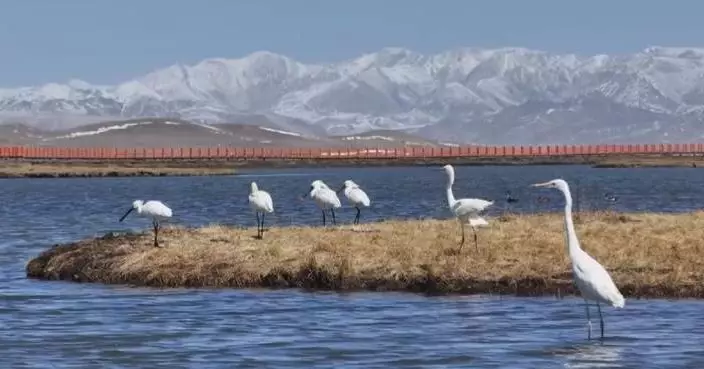 Wetlands in Gansu greet migratory birds