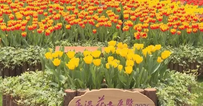 Flower-themed tourism highlight of spring economy in HKSAR