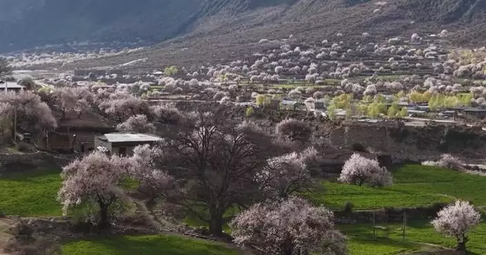 Peach blossoms in Xizang town boost agriculture, tourism