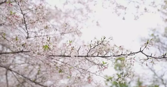Spring scenery, fun activities draw crowds to scenic spots in China during Qingming Festival holiday