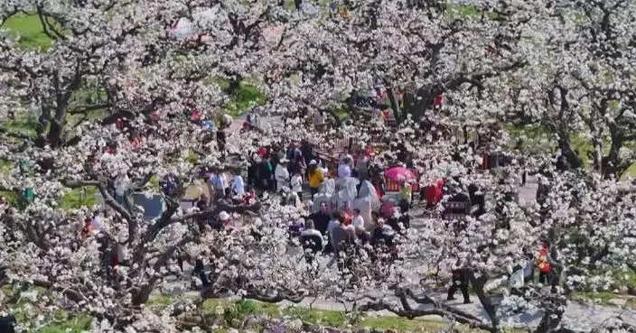 Chinese families embrace Qingming Festival with spring travel, cultural activities