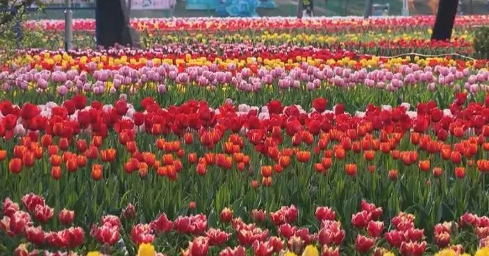 Spring flower season draws crowds to China’s city parks