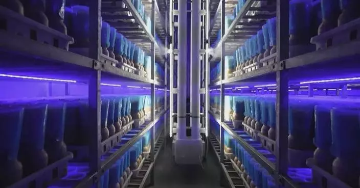 Intelligent indoor farming helps scale up edible mushroom production in Zhejiang