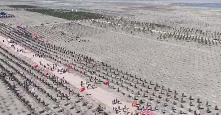 China sees sustained progress in afforestation