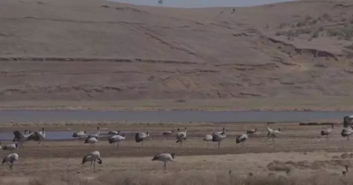 Black-necked cranes rebound as China boosts biodiversity efforts