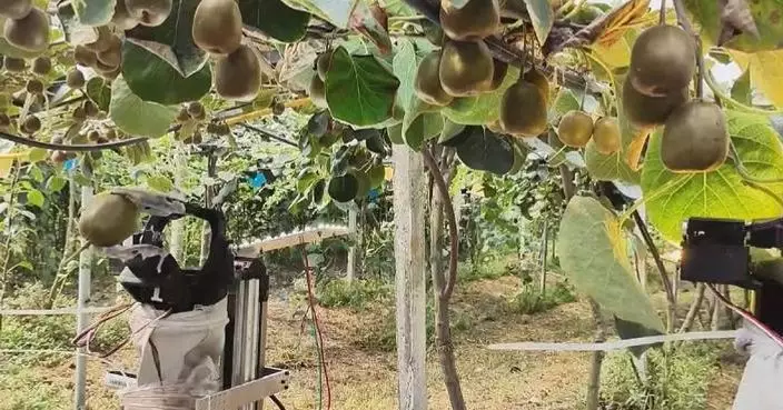 Adaptive agricultural robots bring higher efficiency to farming in Sichuan