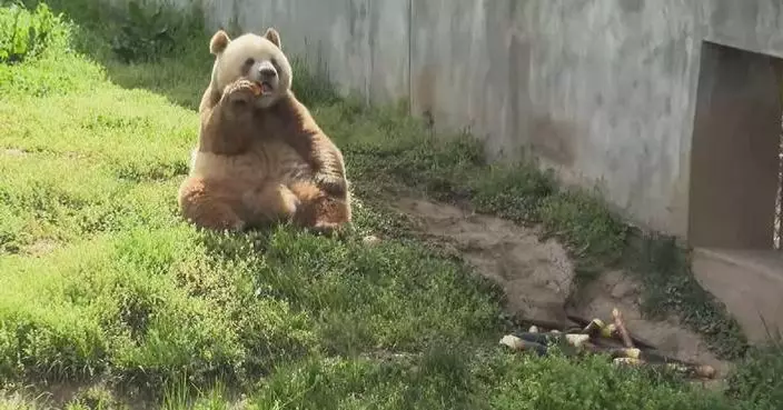 Brown giant panda draws crowds in Shaanxi with cute moves, joyful eating style