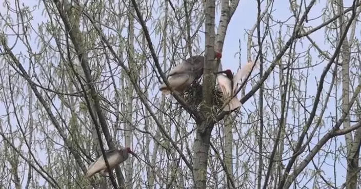 Crested ibises spotted fighting for nest