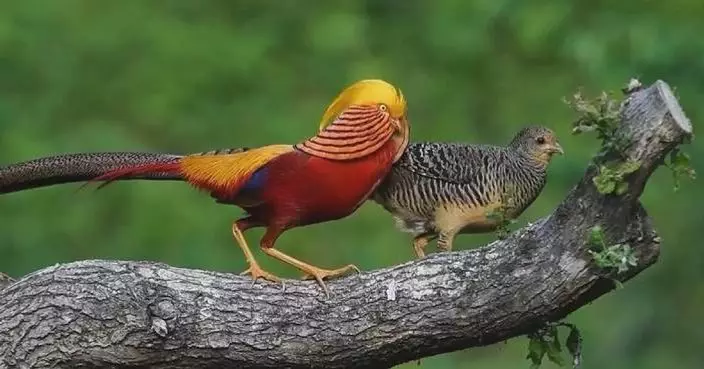 Rare golden pheasant spotted to put on romantic courtship display in Hubei