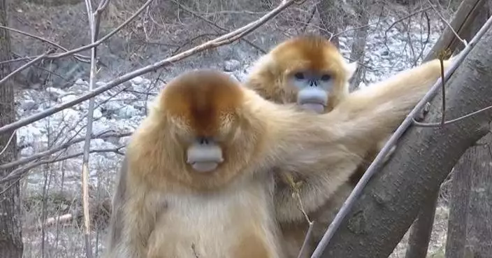 Shaanxi welcomes peak breeding season for golden snub-nosed monkeys