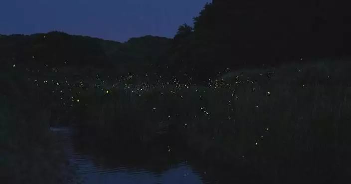 Restored fireflies in Sichuan put on spectacular light show