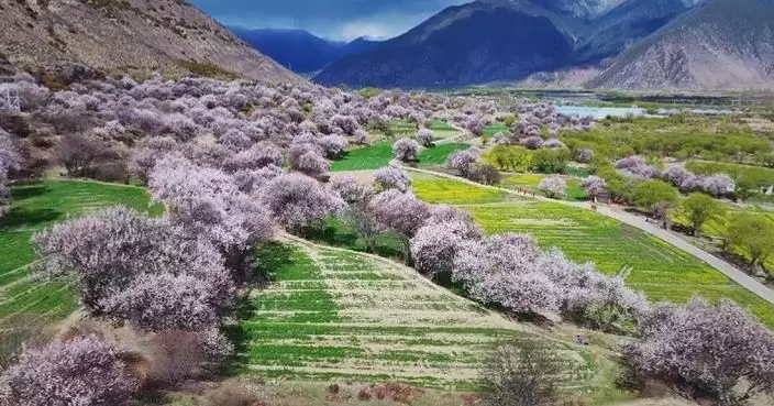 Picturesque peach blossoms make Nyingchi memorable attraction