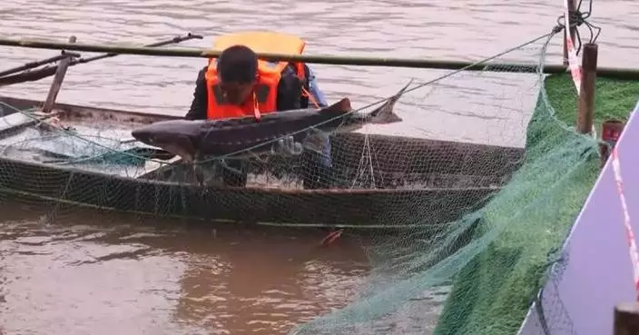 Fertilized eggs, larvae of rare Chinese sturgeon spotted in historical spawning grounds