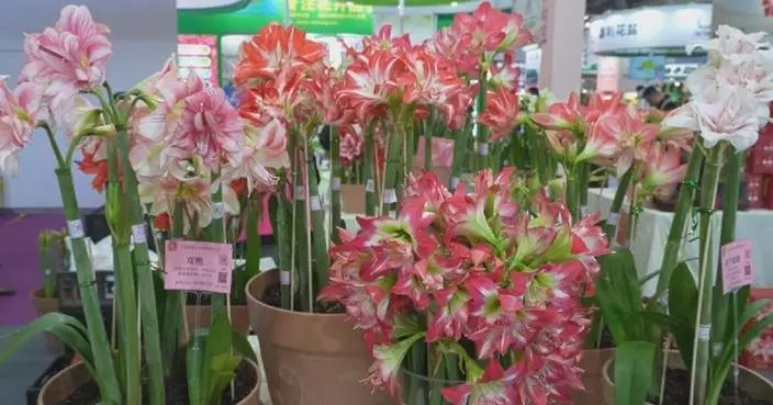 2026 China Hortiflorexpo showcases low-maintenance home gardening solutions