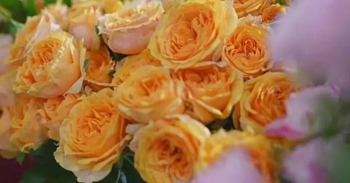 Novel flowers catch eyes at Hortiflorexpo IPM Beijing