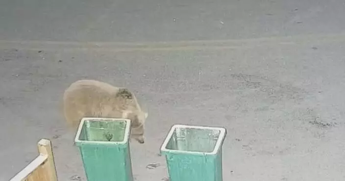 Brown bear spotted near land port in Xinjiang signals improved ecological conditions
