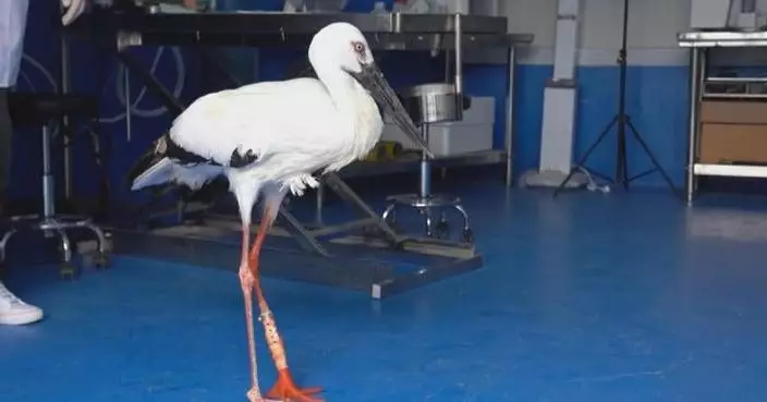 One-legged stork finds feet again after being fitted with custom prosthetic leg