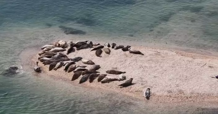 Spotted seal population grows steadily in Bohai Sea thanks to conservation efforts