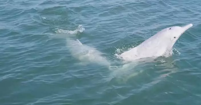 Chinese white dolphins spotted in waters off Xiamen