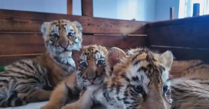 Siberian tiger cubs take group photo to mark one-month birthday in northeast China