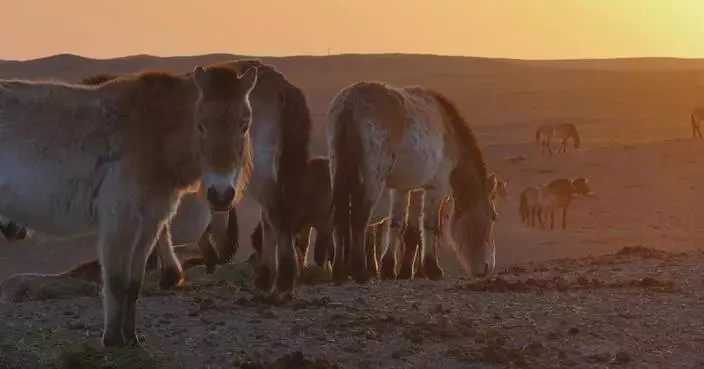 New herd of Przewalski’s horses released into wild in Xinjiang