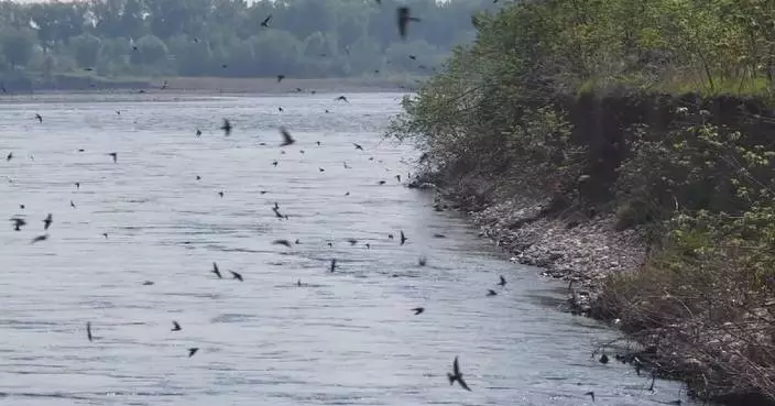 Thousands of sand martins, herons build nests Yellow River banks