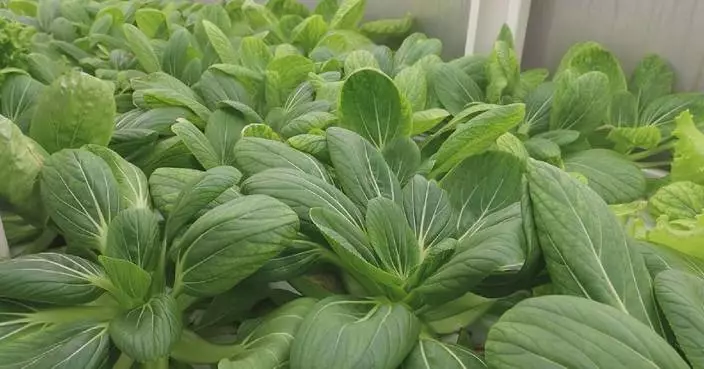 Chinese comprehensive replenishment vessel grows soil-free vegetables aboard ship