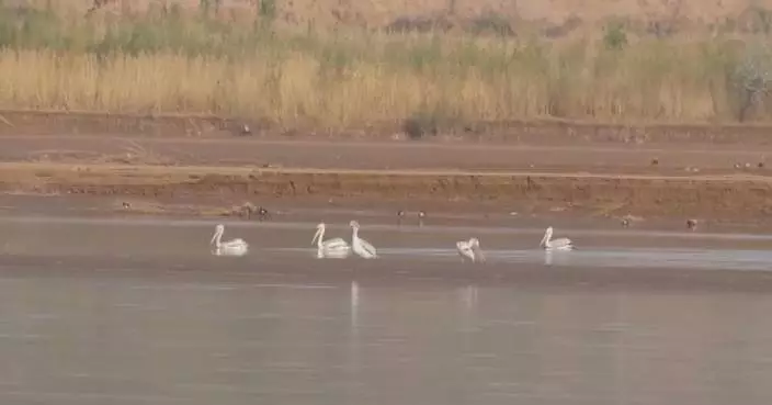 Five rare Dalmatian pelicans spotted at Ningxia’s Yellow River wetland