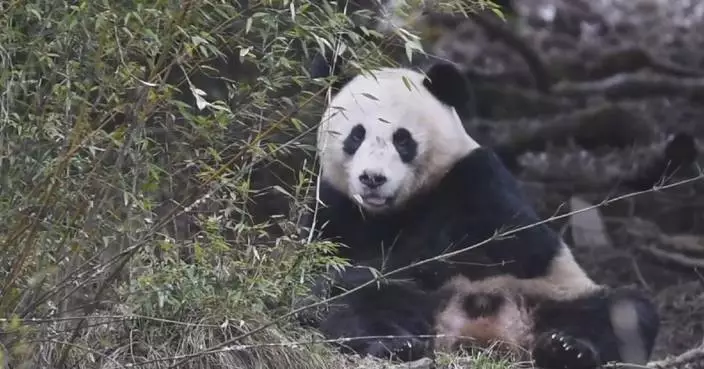 Rare panda sightings recorded in Sichuan
