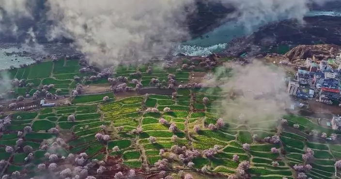 Picturesque peach blossoms turn Yarlung Zangbo Grand Canyon into wonderland