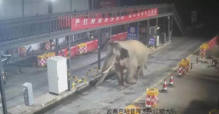 Wild Asian elephant strolls into border checkpoint in Yunnan