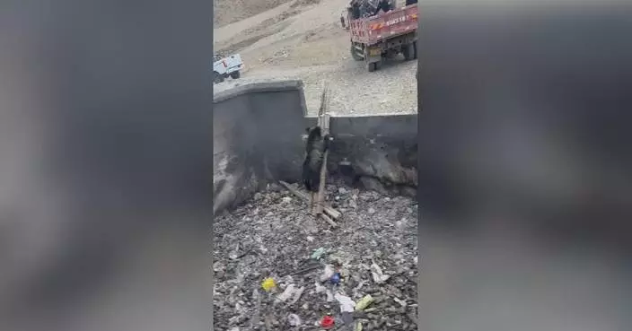 Brown bear rescued from garbage pit in Sichuan