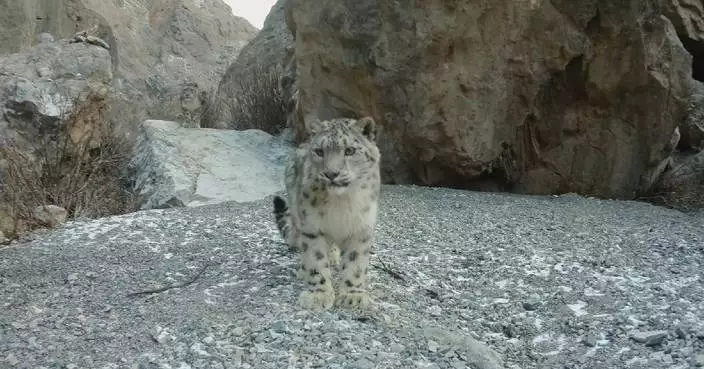 Rare animals spotted in Gansu reserve