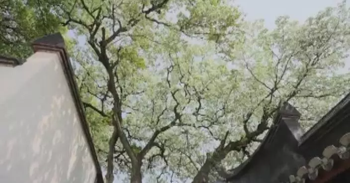Flowering Chinese fringe trees attract visitors, boost consumption