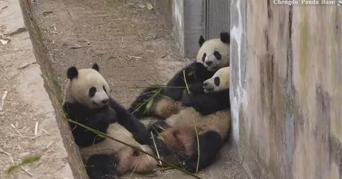 Childlike panda trio filmed eating side by side in Sichuan