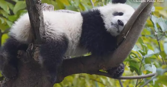 Panda cubs doze in trees, nursery houses at Chengdu base