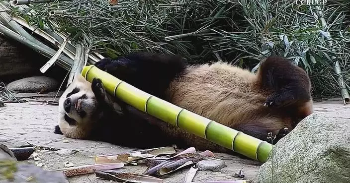 Footage captures pandas’ lively reactions to oversized bamboo shoots in Sichuan