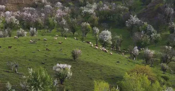 Spring blossoms paint Xinjiang’s Ili Valley with stunning colors