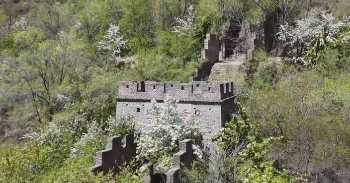 Pear blossoms enter prime viewing period in northwest China city