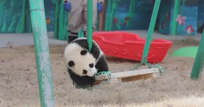 Panda cub Manlanzai makes public debut in Gansu
