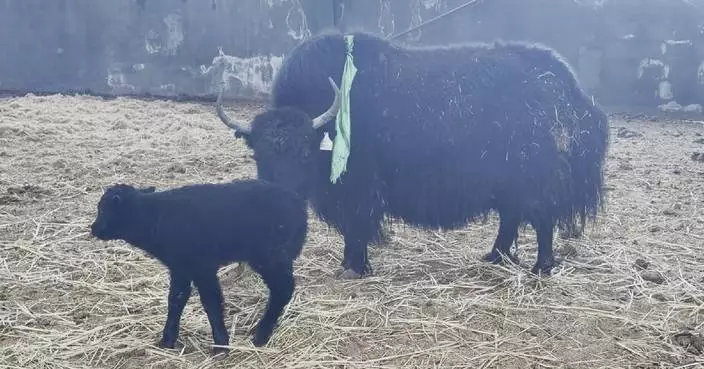 China achieves large-scale births of cloned yaks