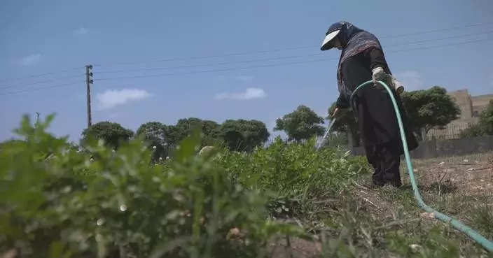 Farmers turn to temporary fields as swathes of land destroyed in southern Lebanon