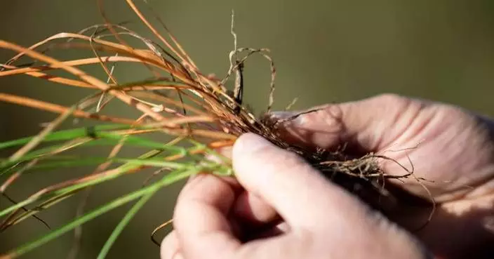 Syngenta Unveils VIRESTINA™ Technology, a Global Breakthrough in Controlling Grass Weeds