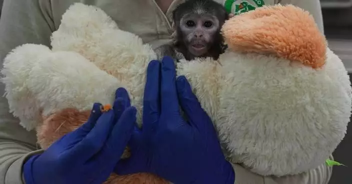Meet Yuji, the Mexican baby monkey finding comfort in a plush companion
