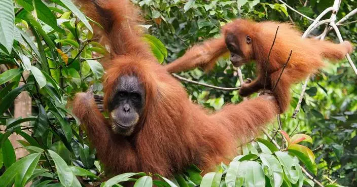 Camera trap shows Sumatra orangutan using a canopy bridge to cross a public road in Indonesia