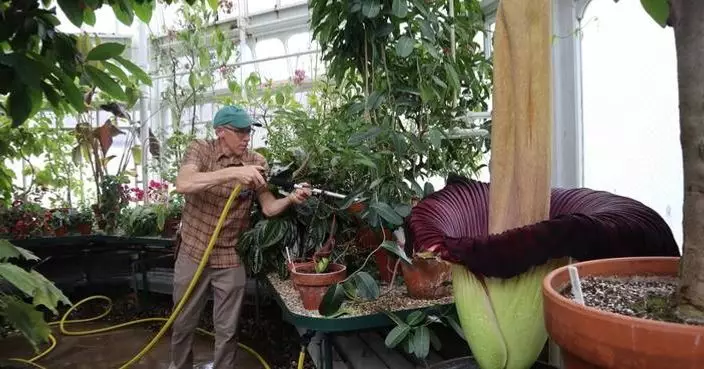 Mount Holyoke’s corpse flower blooms again, drawing crowds to its ‘rotting flesh’ stench