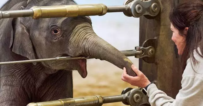 Asian elephant calf makes her public debut at DC’s National Zoo
