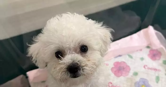 Hong Kong Customs Seizes $20,000 Dog in Illegal Import Case, Arrests 64-Year-Old Passenger